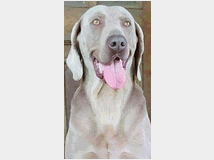 Weimaraner