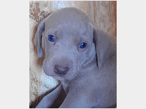 5375466 Weimaraner