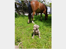 5375470 Weimaraner