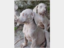 Weimaraner cuccioli