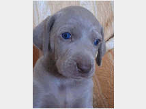 5375481 Weimaraner cuccioli