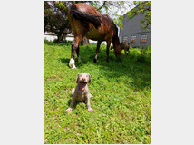 5375483 Weimaraner cuccioli
