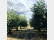 5375907 extravergine d'oliva 