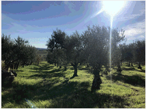 5375908 extravergine d'oliva 