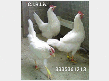 5375913 Galline livornesi in