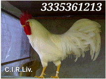 5375914 Galline livornesi in
