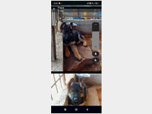 5376726 Pastore Tedesco cuccioli