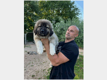 5377712 Pastore Caucaso