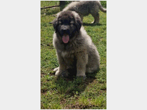 5377713 Pastore Caucaso