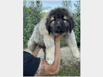 5377714 Pastore Caucaso