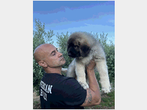 5377715 Pastore Caucaso