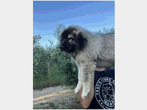 5377724 Pastore Caucaso