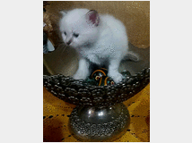 5378951 Gatto Sacro di