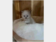 5378952 Gatto Sacro di