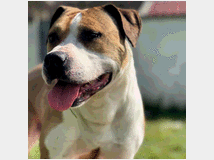 In regalo gold amstaff