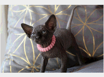 Canadian sphynx