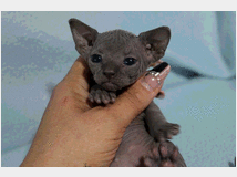 Canadian sphynx