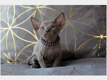 5382146 Canadian sphynx