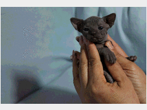 5382147 Canadian sphynx