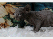 5382148 Canadian sphynx