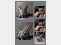 5382149 Canadian sphynx