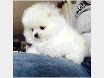 5383664 in regalo Regalo