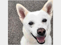 5384719 in regalo CANE