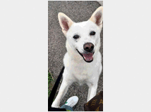 5384720 in regalo CANE