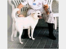 5384722 in regalo CANE