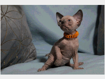 Canadian sphynx