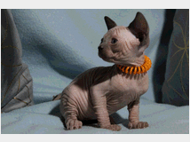 5384789 Canadian sphynx