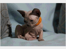 5384791 Canadian sphynx