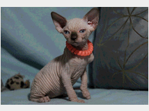 Canadian sphynx