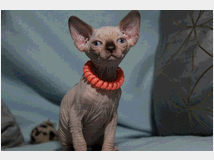 5384793 Canadian sphynx