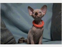 5384794 Canadian sphynx