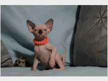 5384796 Canadian sphynx