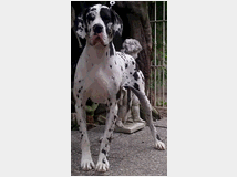 5385406 Cane alano