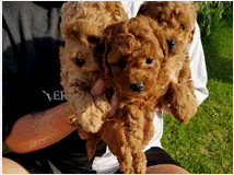 5386244 in regalo cuccioli