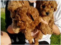 5386245 in regalo cuccioli