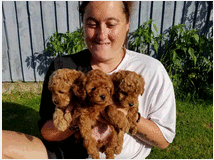 5386246 in regalo cuccioli