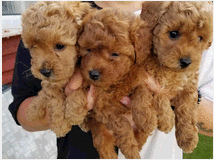 5386247 in regalo cuccioli