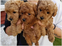 5386248 in regalo cuccioli