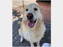 5387675 in regalo CANE
