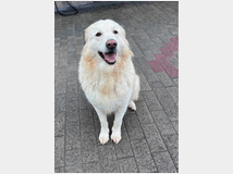 5387677 in regalo CANE