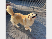 5387678 in regalo CANE