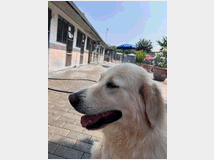5387679 in regalo CANE