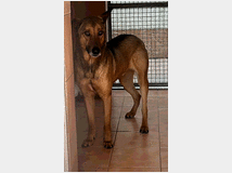 In regalo cane meticcio