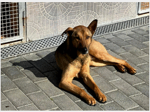 5389019 in regalo CANE