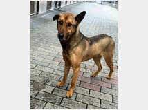 5389020 in regalo CANE