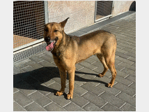 5389021 in regalo CANE